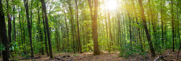 Fototapeta na wymiar Forest panorama with the sun. Shine of the sun among the green forest