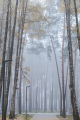 morning fog in the autumn forest