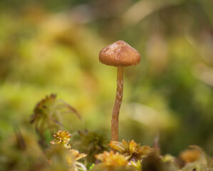 Closeup of light brown small mushroom on a long thin stem in green and yellow moss in the forest, in a natural environment on bright sunny day