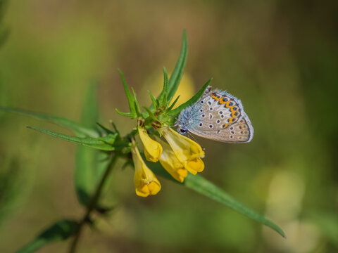 Closeup of Idas blue or northern blue butterfly on yellow flower of common cow-wheat