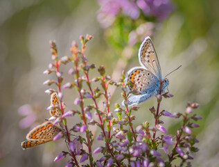 Closeup of several Idas blue or northern blue butterflies on the flowering purple common heather bush