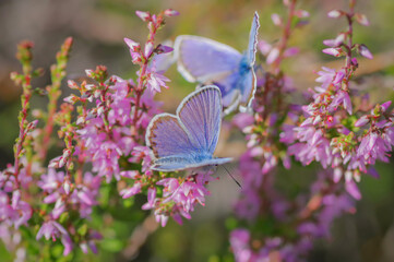 Closeup of pair of Idas blue or northern blue butterflies sitting on the bush of flowering purple common heather 