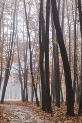 Fototapeta premium morning fog in the autumn forest