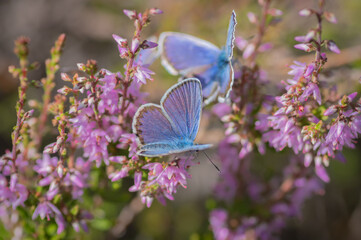 Closeup of pair of Idas blue or northern blue butterflies sitting on the bush of flowering purple common heather 
