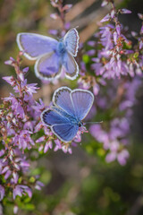 Closeup of pair of Idas blue or northern blue butterflies sitting on the bush of flowering purple common heather 