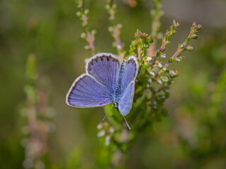 Closeup of the Idas blue or northern blue butterfly sitting on the common heather twig