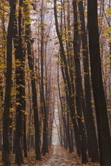 Obraz premium morning fog in the autumn forest