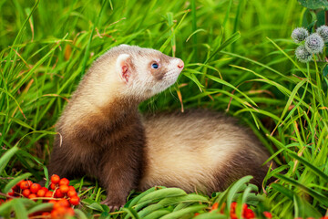 pet ferret on the grass in the summer in the Park