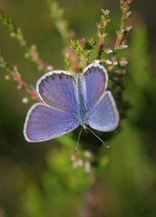 Fototapeta premium Closeup of the Idas blue or northern blue butterfly sitting on the common heather twig