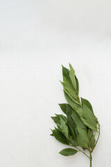Bay leaf on a white textured white background close up.