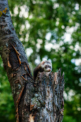 pet ferret on a tree in the summer in the Park