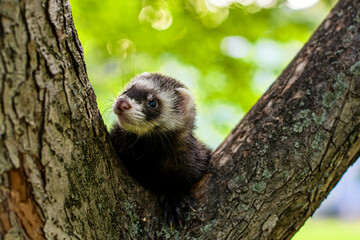 pet ferret on a tree in the summer in the Park
