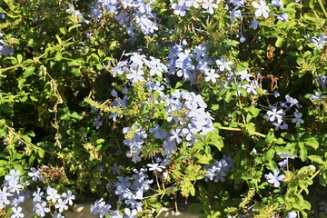 Plumbago