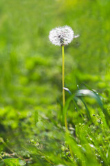 beatiful close up dandelion on the green background