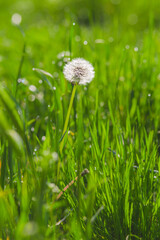beatiful close up dandelion on the green background