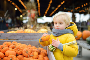 Fototapeta premium Little boy choose right pumpkin on a farm at autumn. Preschooler child hold a orange pumpkin.