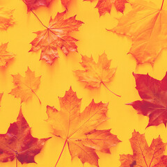 Autumn bright background pattern with yellow-red autumn maple leaves on a yellow background, top view