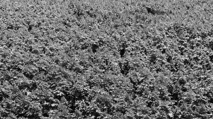 top of pine trees powdered with white snow
