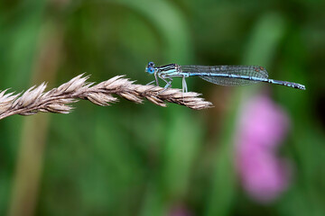 Blaue Federlibelle ( Platycnemis pennipes ).