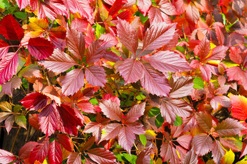 Colorful red leaves of a Virginia creeper or Parthenocissus quinquefolia. Vine plant in autumn