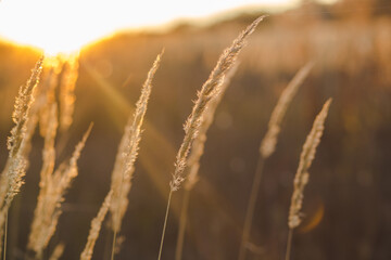 Fototapeta premium close up spikelets on the field with the sunset lights