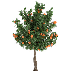 citrus Tree in a pot