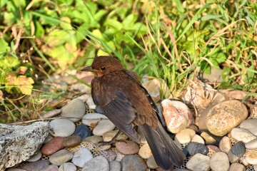 juvenile blackbird, Turdus merula, anxiously sitting at pond edge in evening sunshine
