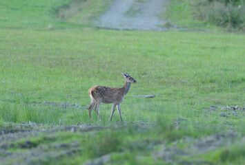 Deer hind coming out of a meadow to graze in the early evening