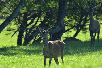 Deer hind coming out of a meadow to graze in the early evening