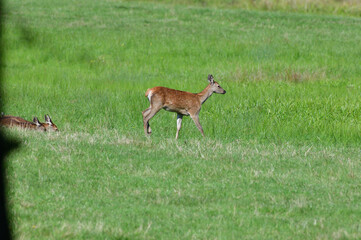 Fly insects flying around the fur of deer on a pasture meadow