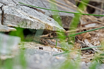 Waldeidechse ( Zootoca vivipara ).