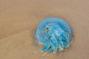 blue jellyfish on the beach © Iuliia Tregub