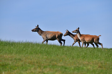 Fly insects flying around the fur of deer on a pasture meadow