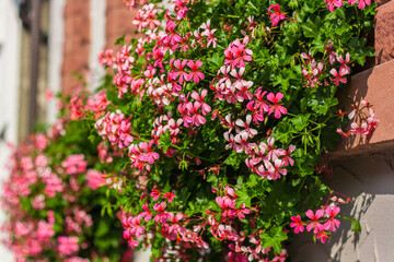 Fototapeta na wymiar pink home flowers in the city