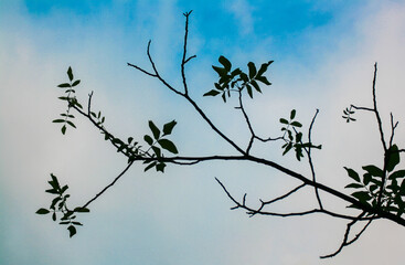 silhoutte of branches with blue sky
