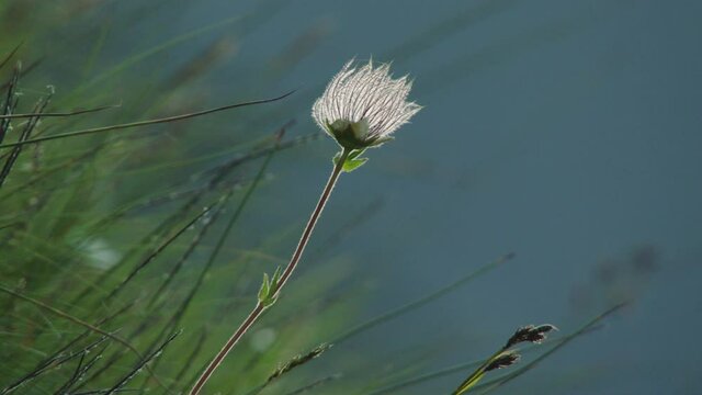 White flower swaying to wind, Europe