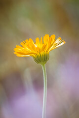 Orange flower on a green background
