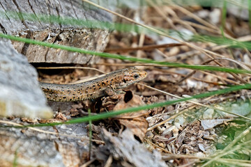 Waldeidechse ( Zootoca vivipara ).