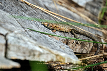 Waldeidechse ( Zootoca vivipara ).