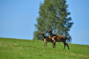 Fly insects flying around the fur of deer on a pasture meadow