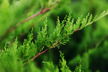 Juniper Mint Julep close up, beautiful green branch of a coniferous plant. Selective focus.