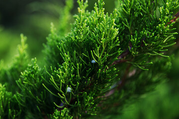 Juniper Mint Julep close up, beautiful green branch of a coniferous plant. Selective focus.