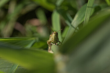 Grasshopper on a leaf