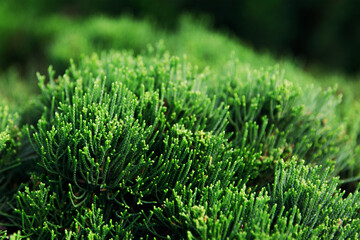 Juniper Mint Julep close up, coniferous plant, background. Selective focus.