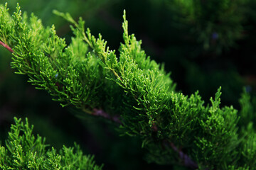 Juniperus Mint Julep close up, beautiful green branch of a coniferous plant. Selective focus.