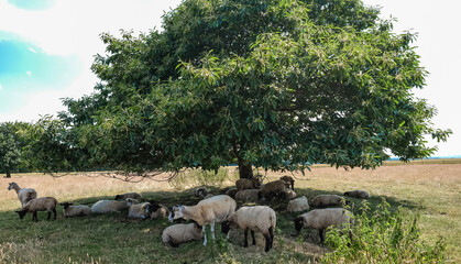 Summer sheep sheltering under a tree