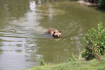 Plakat bear simm in the water