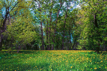 dandelions in the grass, summer