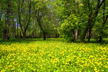 dandelions in the grass, summer