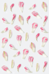 pattern of Tulip petals on a white background. spring concept. flat lay, vertical frame